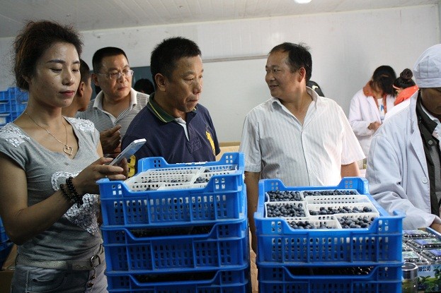 芜湖弘源农业董事长向参观者介绍蓝莓储运的成功经验