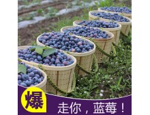 舌尖蓝莓鲜果 有机蓝莓 新鲜水果 烟台蓝莓 125g*6盒 顺丰包邮