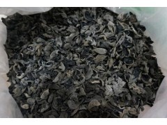 大别山区 岳西特产 纯天然 极品椴木黑木耳 冬耳图1