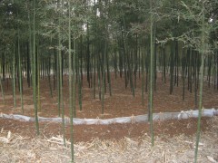 简介：