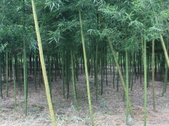 简介：
