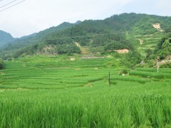 简介：