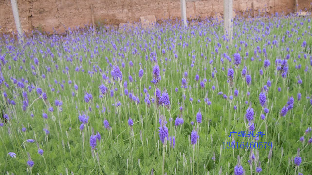 羽叶薰衣草基地找青州弘景园林