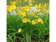 金娃娃萱草根茎短，有肉质的纤维根，叶自根基丛生图1