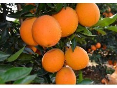 江西赣南信丰脐橙 新鲜水果 橙子纽荷尔甜橙 包邮 5斤装图1