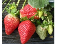 草莓种子 盆栽草莓 四季可种 阳台种菜 高出芽率