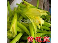 【黄花菜种子】保健类野菜种子 金针菜 健脑菜安神菜 8包包邮图1