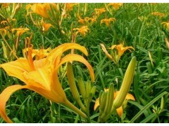 【黄花菜种子】保健类野菜种子 金针菜 健脑菜安神菜 8包包邮图2