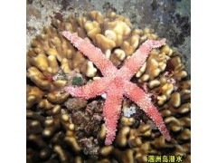 北海涠洲岛潜水票/北海旅游/北海旅游景点/北海景点门票/北海门票图2