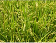 东北五常稻花香水稻种子、优良稻种、原种