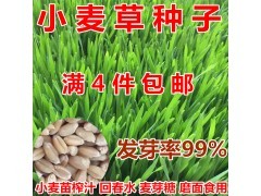 包邮 小麦草种子 芽苗菜种子 批发小麦种子 麦苗 蔬菜水培土种图2
