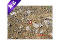 银杏苗 白果树苗 银杏树种子 银杏树苗 白果银杏种子 包发芽包活图2