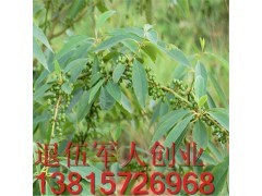 野生山胡椒树苗 山苍子山椒子木酱子木姜子 木浆子 大小苗批发图2