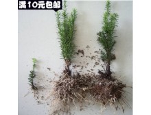 花卉健康盆栽正宗南方曼地亚红豆杉衫树苗木室内外庭院盆景绿植物