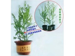 花卉健康盆栽正宗南方曼地亚红豆杉衫树苗木室内外庭院盆景绿植物图2