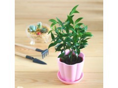 桌面盆栽竹柏小型盆景花卉植物电脑防辐射消除眼疲劳图2
