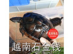 南石金钱龟 乌龟活体 越南石金钱 纯南种石龟 宠物龟 黄喉拟水龟图2