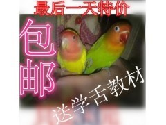 鸟虎皮鹦鹉幼鸟/手玩鸟/宠物鸟/牡丹/文鸟//学舌鸟/牡丹鸟活体图2