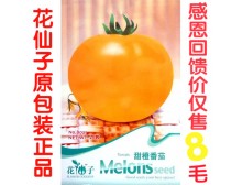b021花仙子甜橙番茄种子花园阳台/蔬菜种子/蔬果种子 菜籽20粒