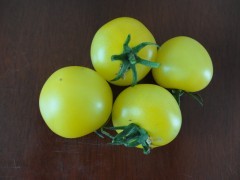 b021花仙子甜橙番茄种子花园阳台/蔬菜种子/蔬果种子 菜籽20粒图2