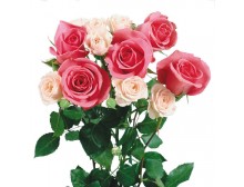 阳台盆栽玫瑰花种子春夏秋播易种花卉法国玫瑰 出芽率高100粒包邮