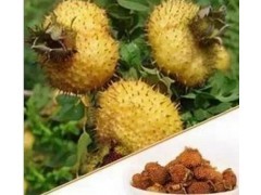 新货中药材贵州特产刺梨图2