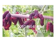 大量供应果桑苗质量好价格优惠图1